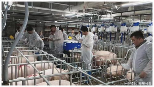 273.32億元，增長5.4% 畜牧漁業飼料銷售穩健增長的動力與展望