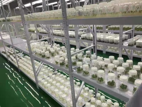 武漢蔬菜花卉種苗工廠化生產標準化試點項目成效顯著 商品苗提升超5%，畜牧漁業飼料銷售同步增長